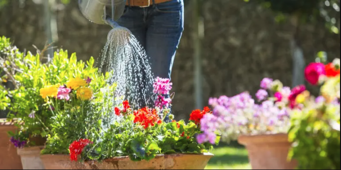 Morning Watering